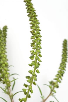 Ambrosiabluete, Ambrosia, artemisiifolia, Aufrechtes, Traubenkraut