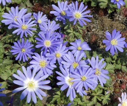 Strahlenanemone, Anemone, Blanda