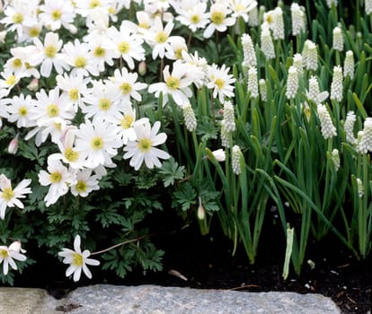 Traubenhyazinthe, Strahlenanemonen