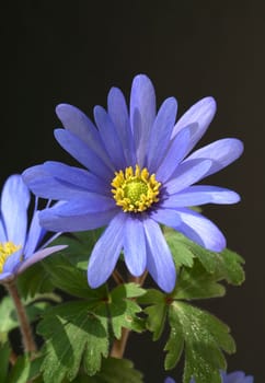 Strahlenanemone, Anemone Blanda