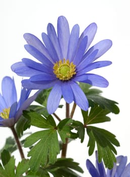 Strahlenanemone, Anemone, Blanda