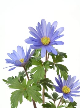 Strahlenanemone, Anemone Blanda