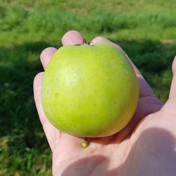 Ananasrenette, Herzapfel, Apfel, Malus, domestica, Alte Apfelsorte