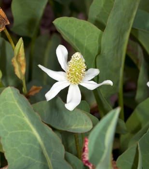 Anemopsis, californica, Yerba, Mansa, Wasserpflanze