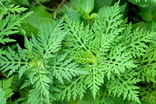 Ambrosiabluete, Ambrosia, artemisiifolia, Aufrechtes, Traubenkraut