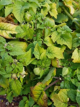 Ananaskirsche, Physalis, pruinosa, Preciosa, Lampionblume