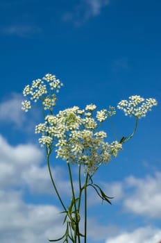 Anis, Pimpinella anisum