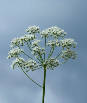 Anis  Pimpinella anisum  Anisbluete