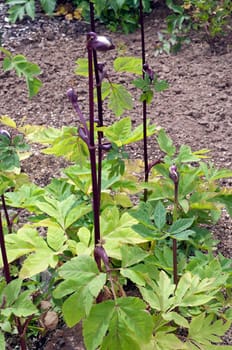Rote Engelwurz, Angelica gigas