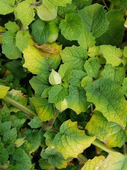Ananaskirsche, Physalis, pruinosa, Preciosa, Lampionblume