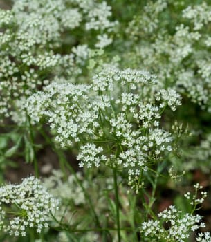 Anis, Pimpinella, anisum, - DEU, Deutschland