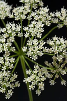 Anis, Pimpinella anisum
