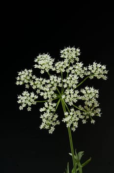 Anis, Pimpinella, anisum, - DEU, Deutschland
