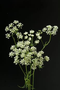 Anis, Pimpinella anisum