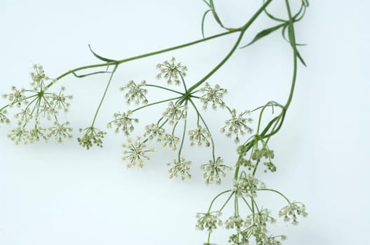 Anis  Pimpinella anisum  Anisbluete