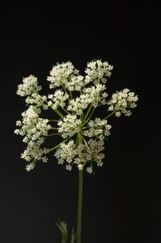Anis  Pimpinella anisum  Anisbluete