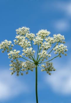 Anis, Pimpinella, anisum, - DEU, Deutschland