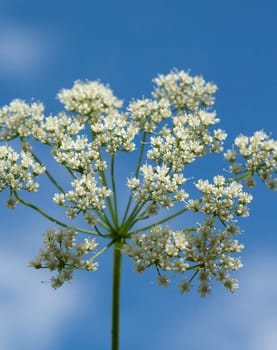 Anis  Pimpinella anisum  Anisbluete