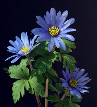 Strahlenanemone, Anemone, Blanda