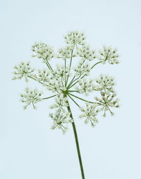 Anis, Pimpinella anisum