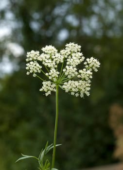 Anis  Pimpinella anisum  Anisbluete