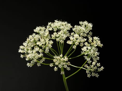 Anis  Pimpinella anisum  Anisbluete