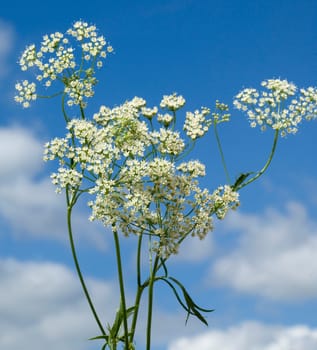 Anis, Pimpinella anisum