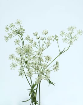 Anis, Pimpinella anisum