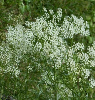 Anis  Pimpinella anisum  Anisbluete
