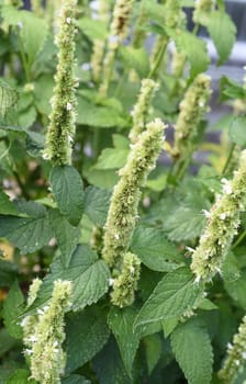 Anis-Ysop, Agastache foeniculum, Ysop, Kraeuter, Heilpflanze