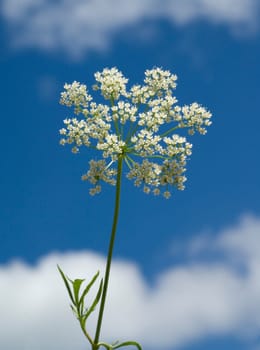 Anis, Pimpinella, anisum, - DEU, Deutschland