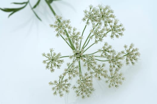 Anis  Pimpinella anisum  Anisbluete