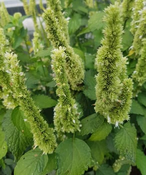 Anis-Ysop, Agastache foeniculum, Ysop, Kraeuter, Heilpflanze