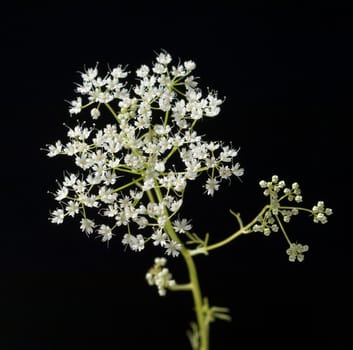 Anis, Pimpinella, anisum, - DEU, Deutschland