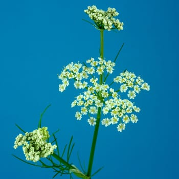 Anis  Pimpinella anisum