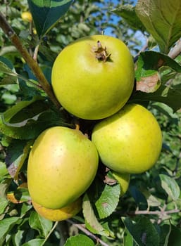 Ananasrenette, Herzapfel, Apfel, Malus, domestica, Alte Apfelsorte