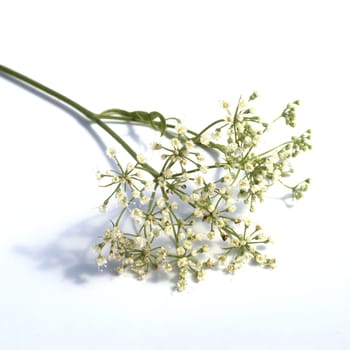 Anis, Pimpinella, anisum, - DEU, Deutschland
