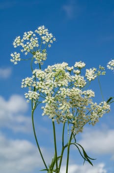 Anis, Pimpinella anisum