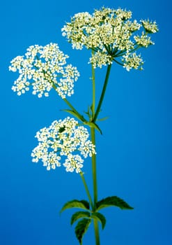 Anis, Pimpinella anisum, Heilpflanze, Küchenkraut, Gewürzkraut, Gartenpflanze.