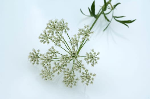 Anis, Pimpinella, anisum, - DEU, Deutschland