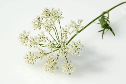 Anis  Pimpinella anisum  Anisbluete