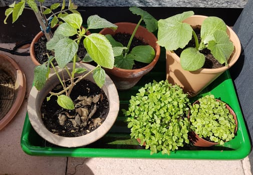 Basilikum, Ocimum, basilicum, Heilpflanze, Kraeuter, Anzucht