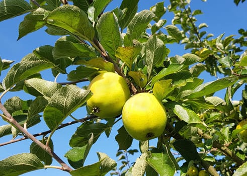 Ananasrenette, Herzapfel, Apfel, Malus, domestica, Alte Apfelsorte