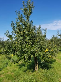 Ananasrenette, Herzapfel, Apfel, Malus, domestica, Alte Apfelsorte