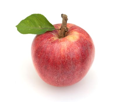 Apfel, Malus domestica, Blatt