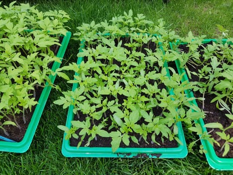 Tomaten  Lycopersicon  esculentum  Gemuese  Keimling