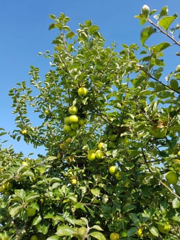 Ananasrenette, Herzapfel, Apfel, Malus, domestica, Alte Apfelsorte