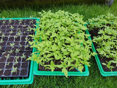 Tomaten  Lycopersicon  esculentum  Gemuese  Keimling