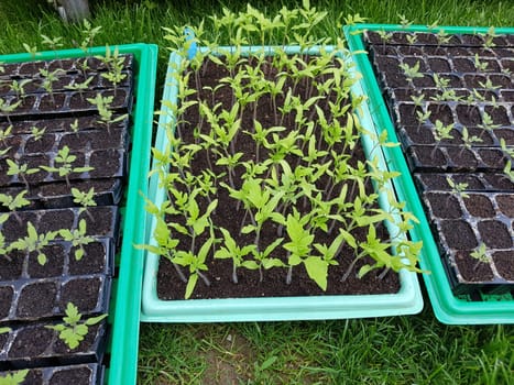 Tomaten  Lycopersicon  esculentum  Gemuese  Keimling