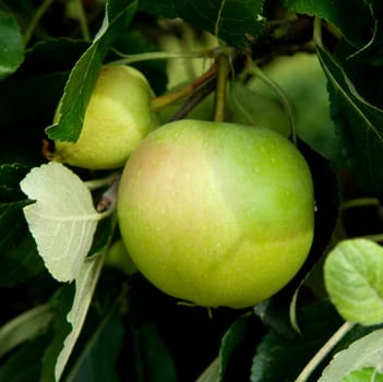 Apfel, Roter James Grieve